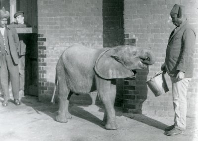 Young African Elephant Kiberenge being fed by Darisha while Syed Ali looks on in the background, London Zoo, September 1923 by Frederick William Bond